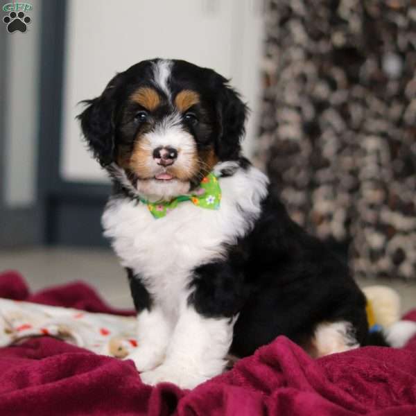 Denver, Mini Bernedoodle Puppy